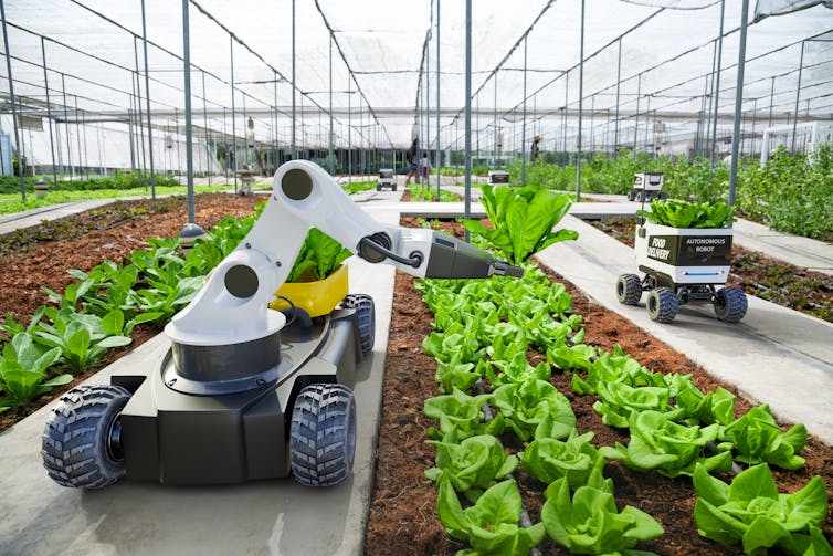 Robot picking crop in a large greenhouse.