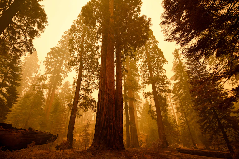 Looking up at a stand of tall conifers in smoky hazy.