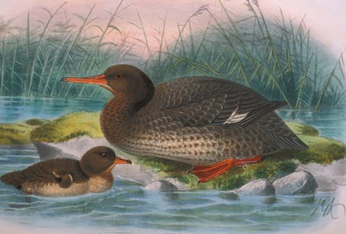 Ancient DNA from an extinct native duck reveals how far birds flew to make New Zealand home