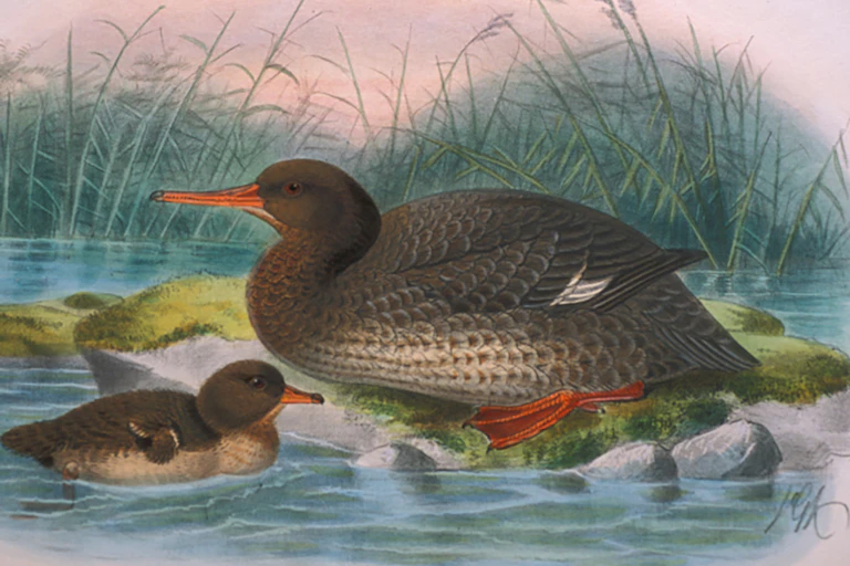 Illustration of Auckland Island merganser