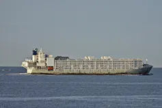 Large livestock vessel seen sailing at sea