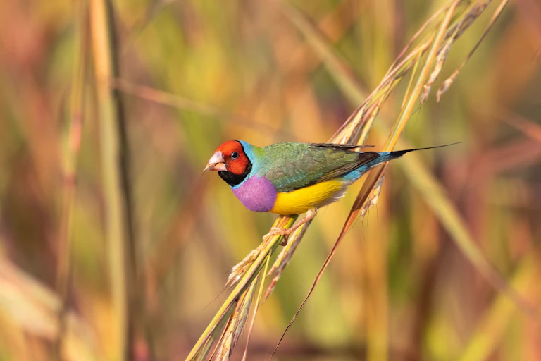 gouldian finch