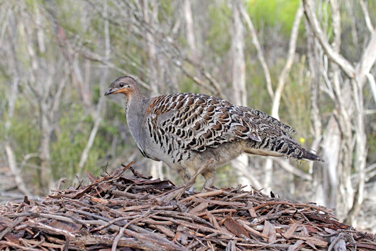 mallee fowl
