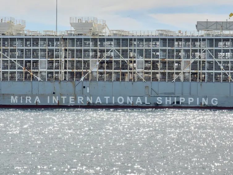 live animal cargo ship loading at Fremantle