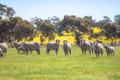 Sheep in a field looking curiously toward the camera.