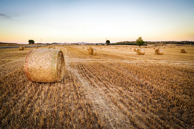 Hay bales lying in paddock