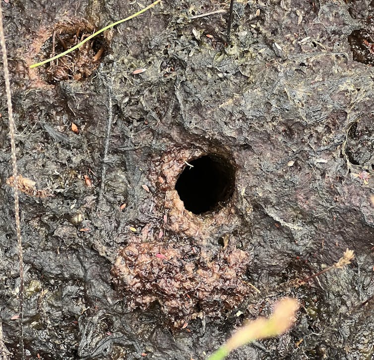These wet yabby burrows provides a safe refuge for fish, frogs and other animals.