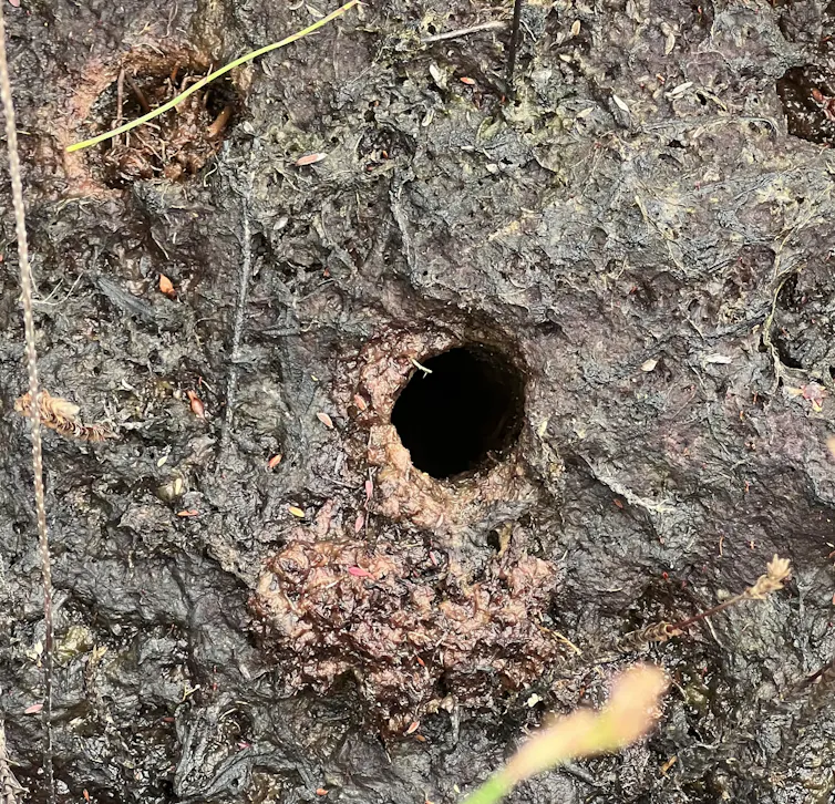 These wet yabby burrows provides a safe refuge for fish, frogs and other animals.