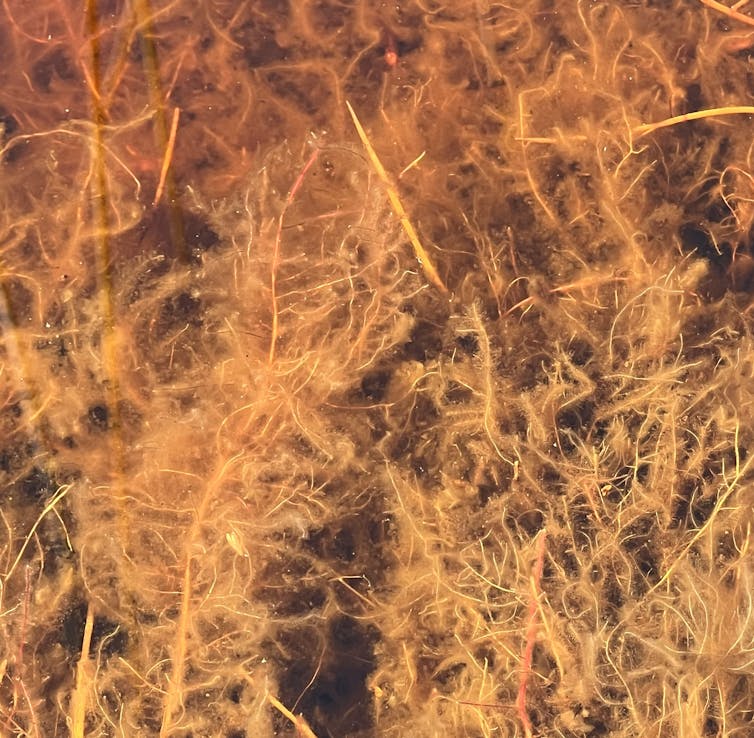 Submerged roots of the wire rush take an incredibly long time to break down.