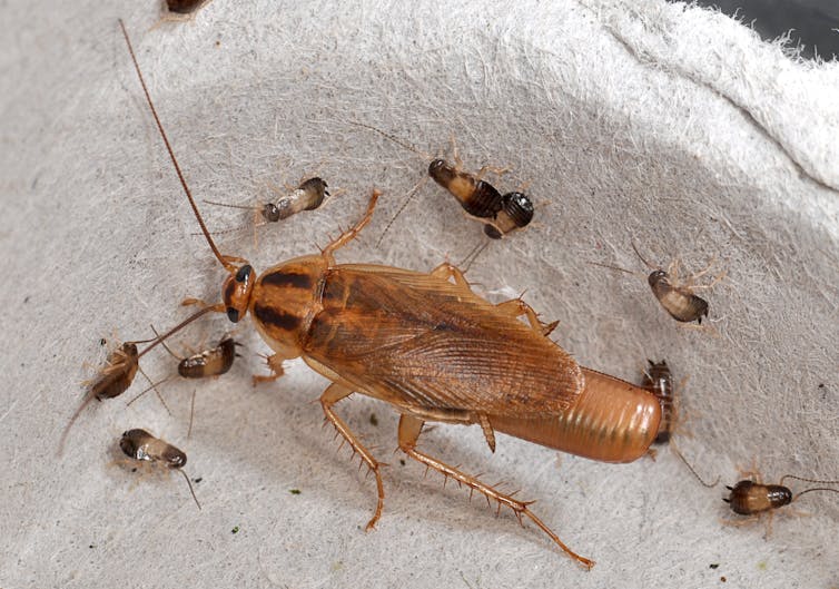 A female German cockroach and her babies
