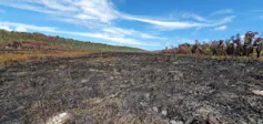 This peatbog in K'gari was burned by fire - but went on to recover quickly.