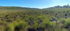The same peatbog soon after the fire.