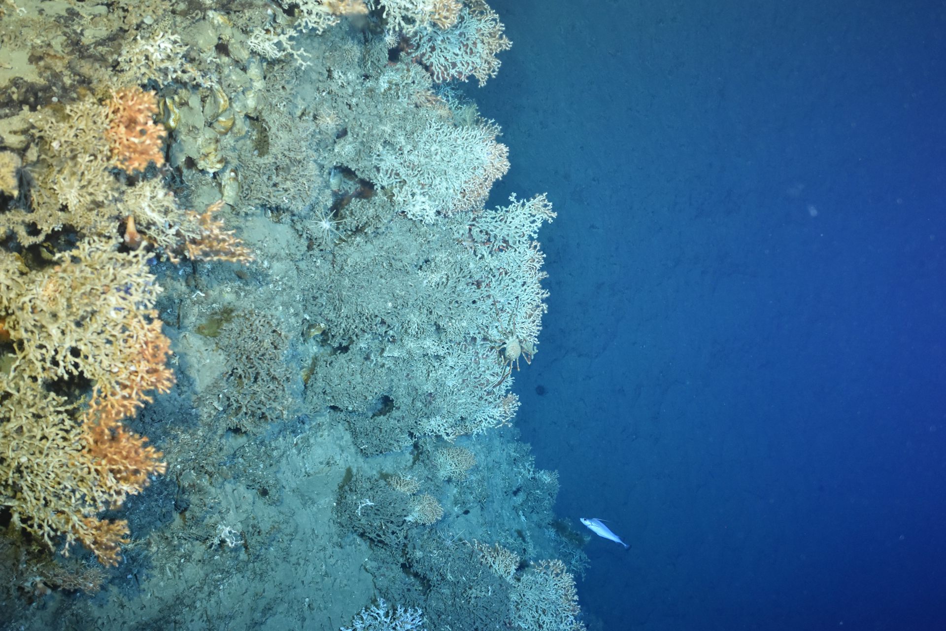 Coraux profonds dans le golfe de Gascogne