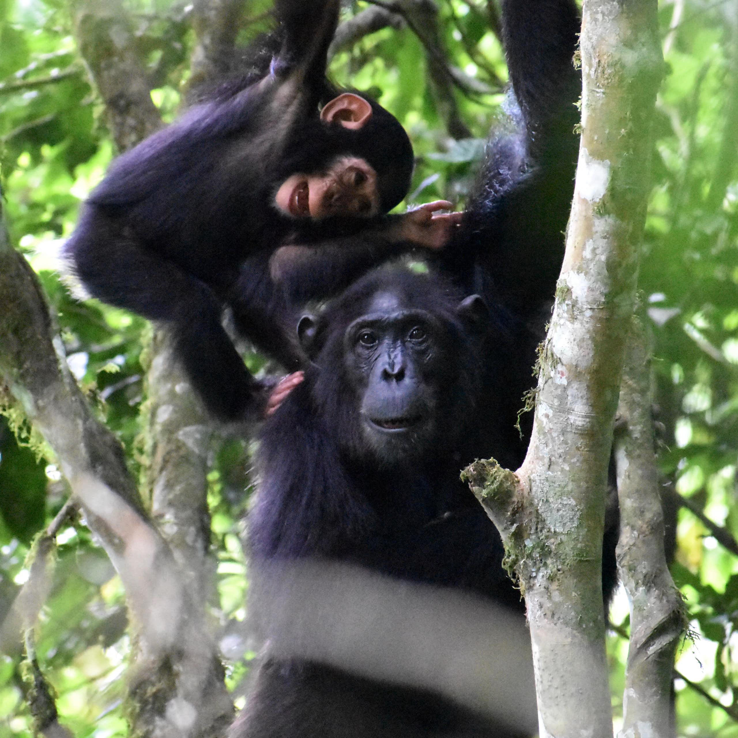 Un jeune chimpanzé joue avec sa mère.