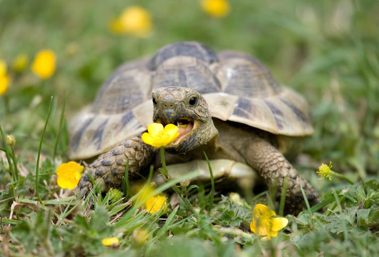 Tortoise mouth open about to eat a yellow flower