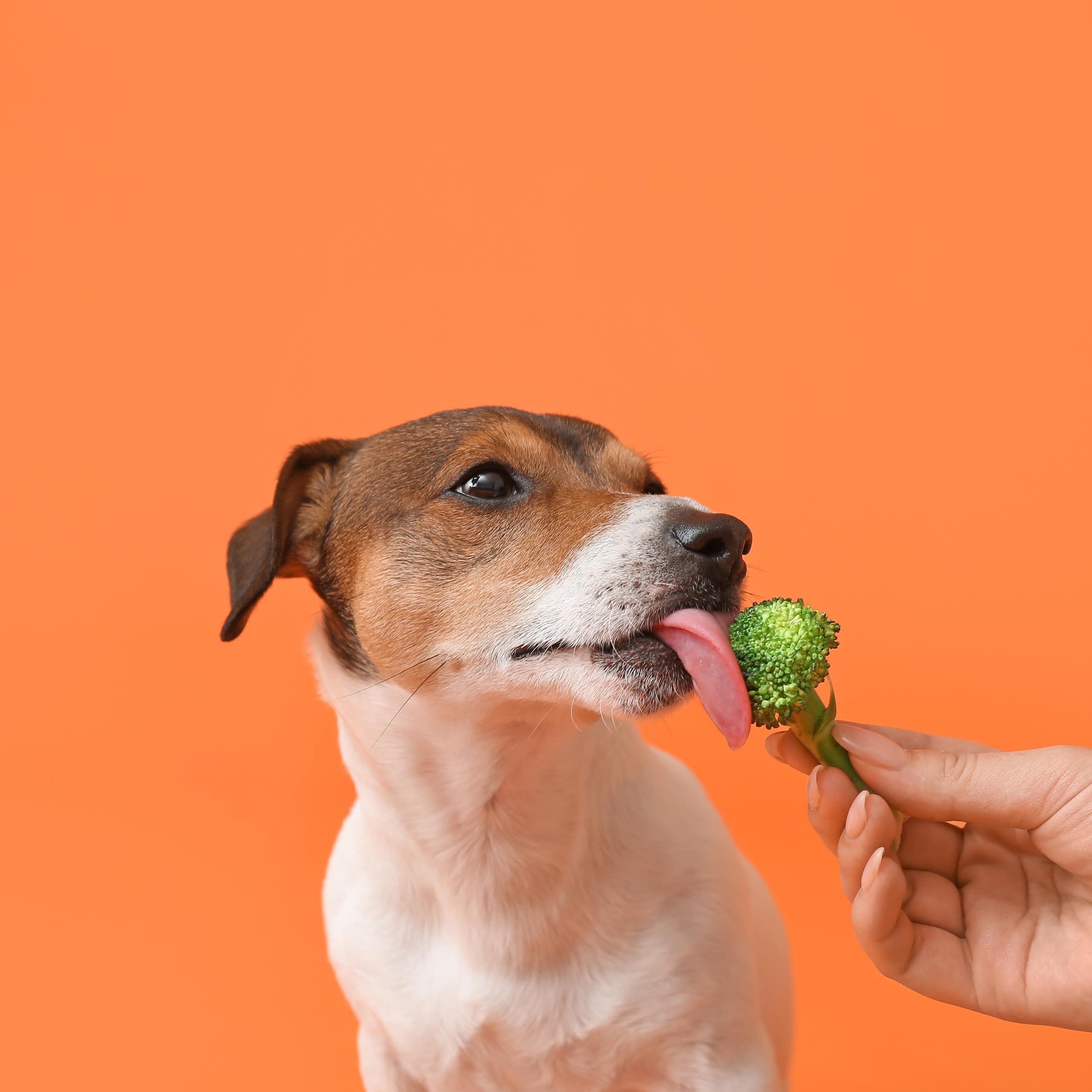 Orange background, dog licking a piece of broccoli