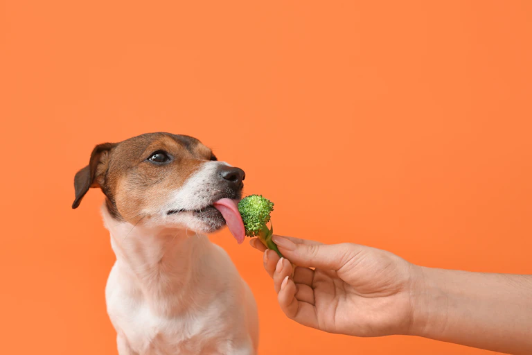 Orange background, dog licking a piece of broccoli