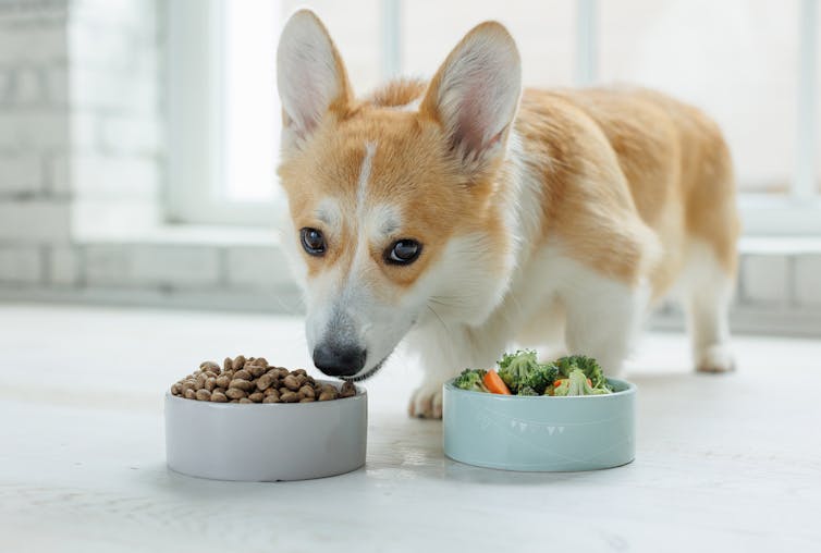 Corgi with two bowls of food, on full of kibble the other full of vegetables