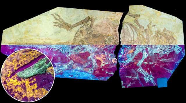 Image of fossil reptile, half in purple lighting