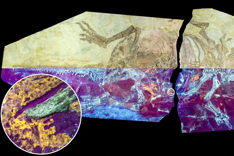 Image of fossil reptile, half in purple lighting
