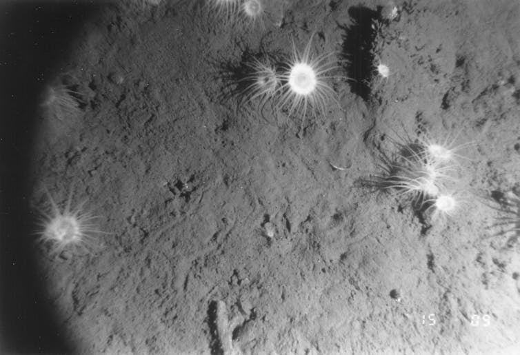 Photo of muddy mixed sediment.