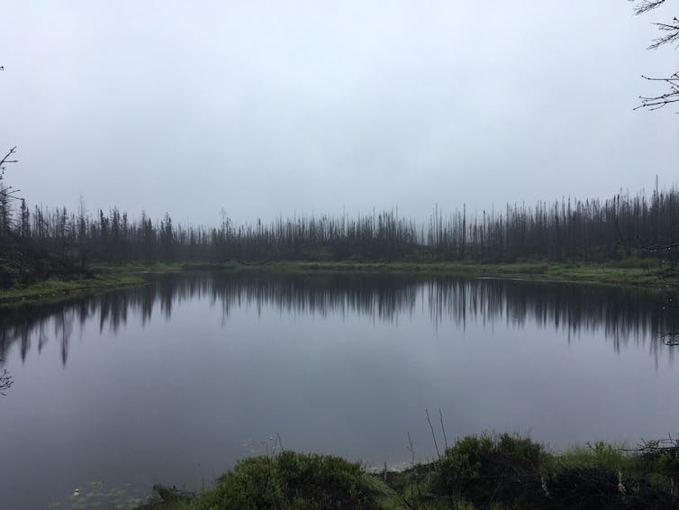 lake in a **burned forest?**