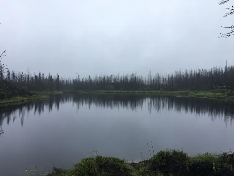 lake in a **burned forest?**
