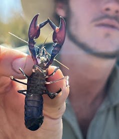 A person holds a sand yabby up to the camera.