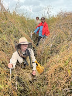 Researchers explore an overgrown wire rush swamp in K'gari.