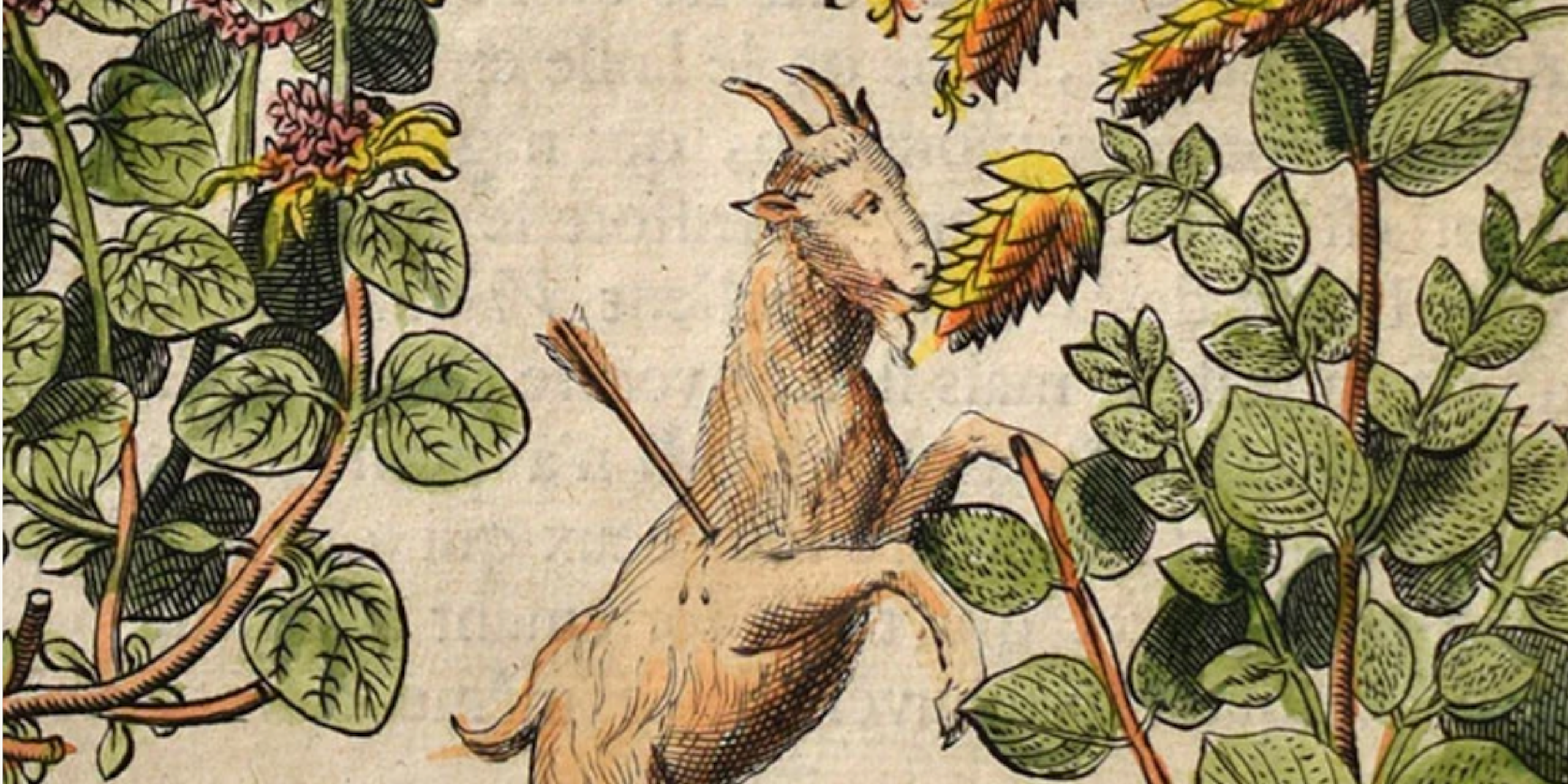 print of a goat on hind legs with arrow in its side eating from a tall plant