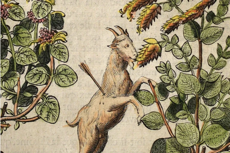 print of a goat on hind legs with arrow in its side eating from a tall plant