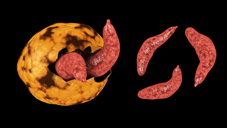 Microscopic view of the cryptosporidium parasite
