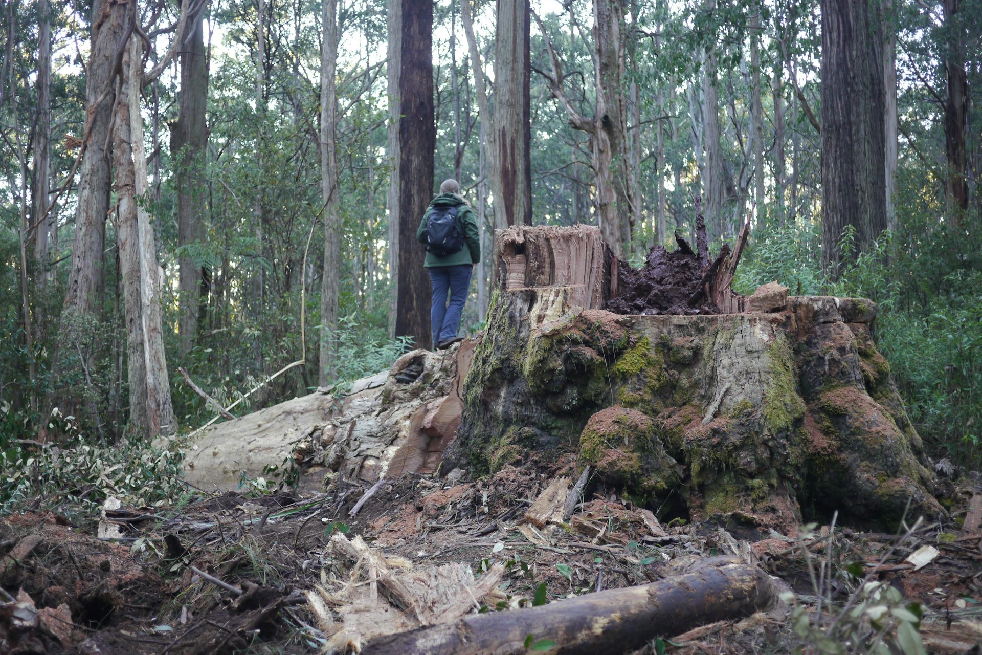 woman standing on large stump, logged tree