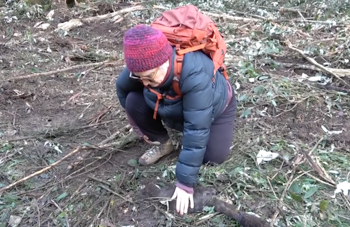 Has logging really stopped in Victoria? What the death of an endangered glider tells us