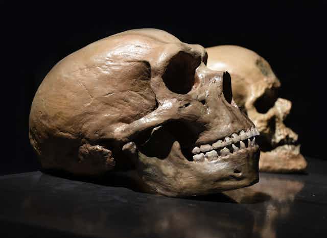 Crânios humanos modernos e de Neanderthal.