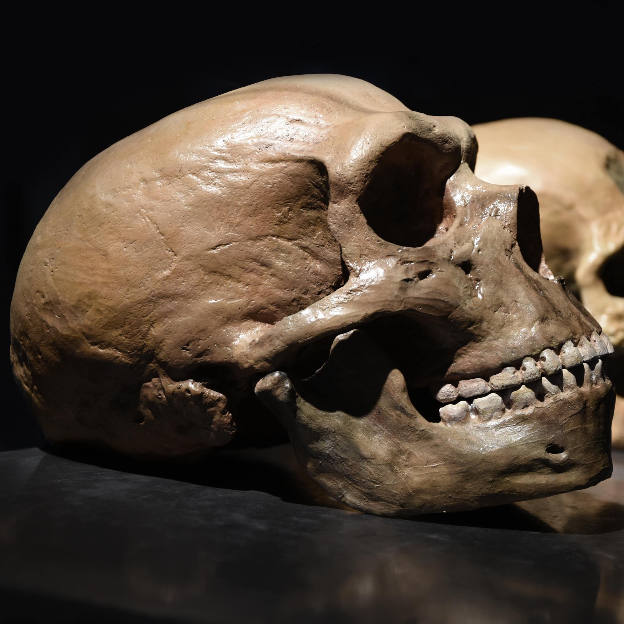 Crânios humanos modernos e de Neanderthal.