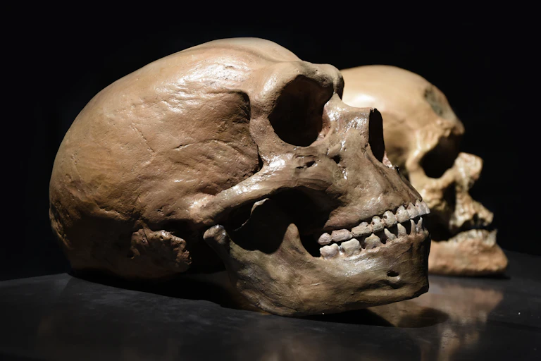 Crânios humanos modernos e de Neanderthal.