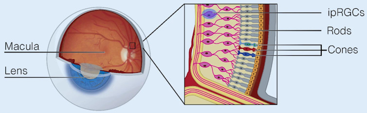 A diagram of a human eye, with a zoomed-in panel showing the rod and cone receptors.  Rods are cylindrical, while cones are conical.