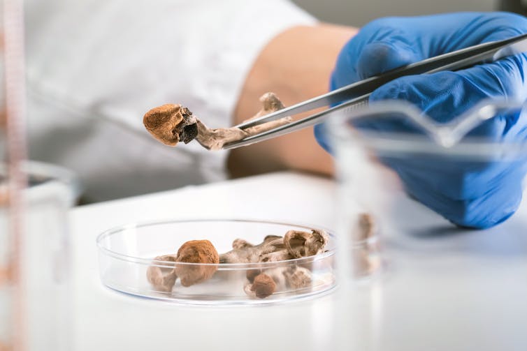 Lab technician holds mushroom with tweezer
