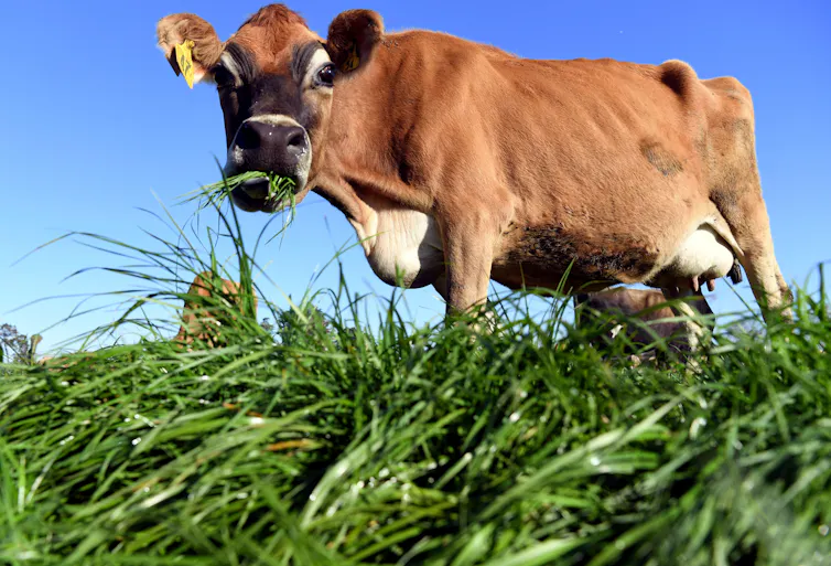 Cow eating grass