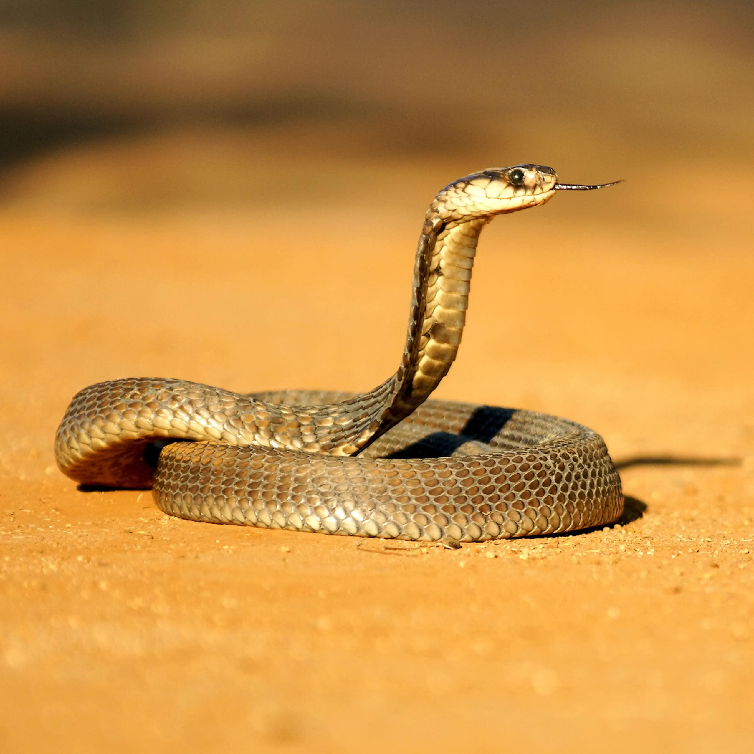 Snakebites can destroy skin, muscle, and even bone – exciting progress on drugs to treat them