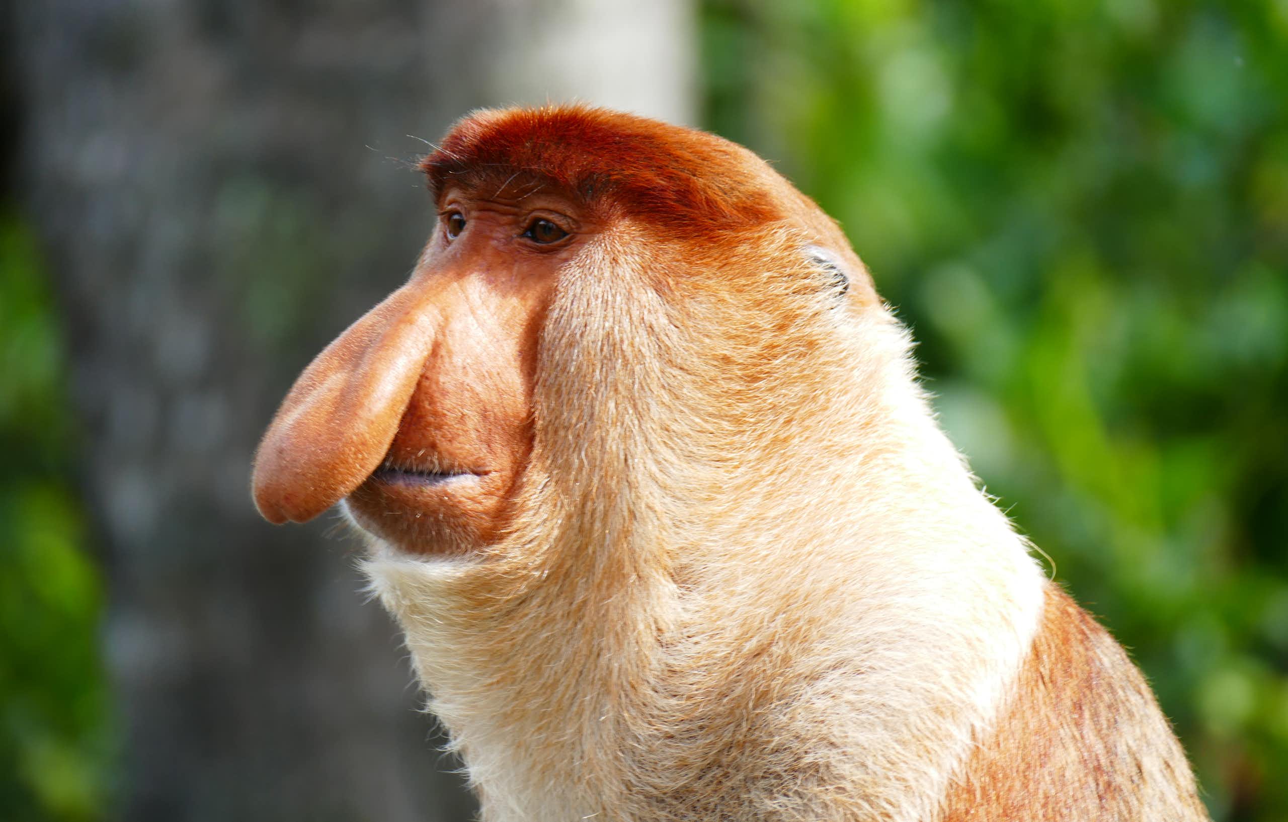 A russet monkey with a long, pendulous nose and a sleepy expression.