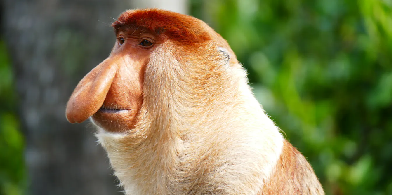 Honk These Monkeys Have Truly Legendary Noses Now We Better honk-these-monkeys-have-truly-legendary-noses-now-we-better