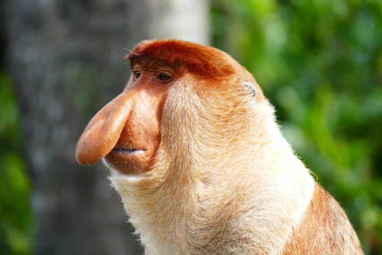A russet monkey with a long, pendulous nose and a sleepy expression.