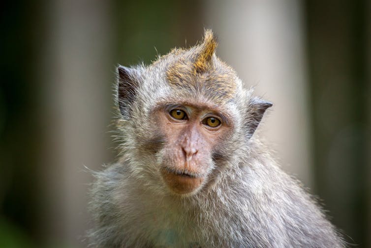 A grey haired monkey with a pink face and proportional features.