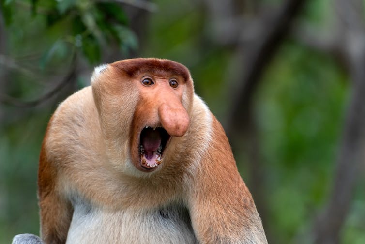 A russet monkey with a large nose with its mouth open mid-scream.