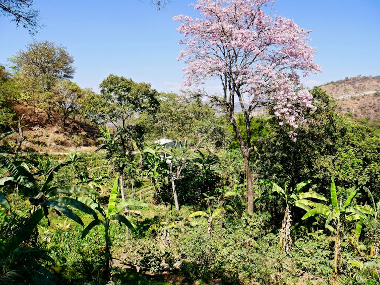 A tropical forest habitat with food plants interspersed.
