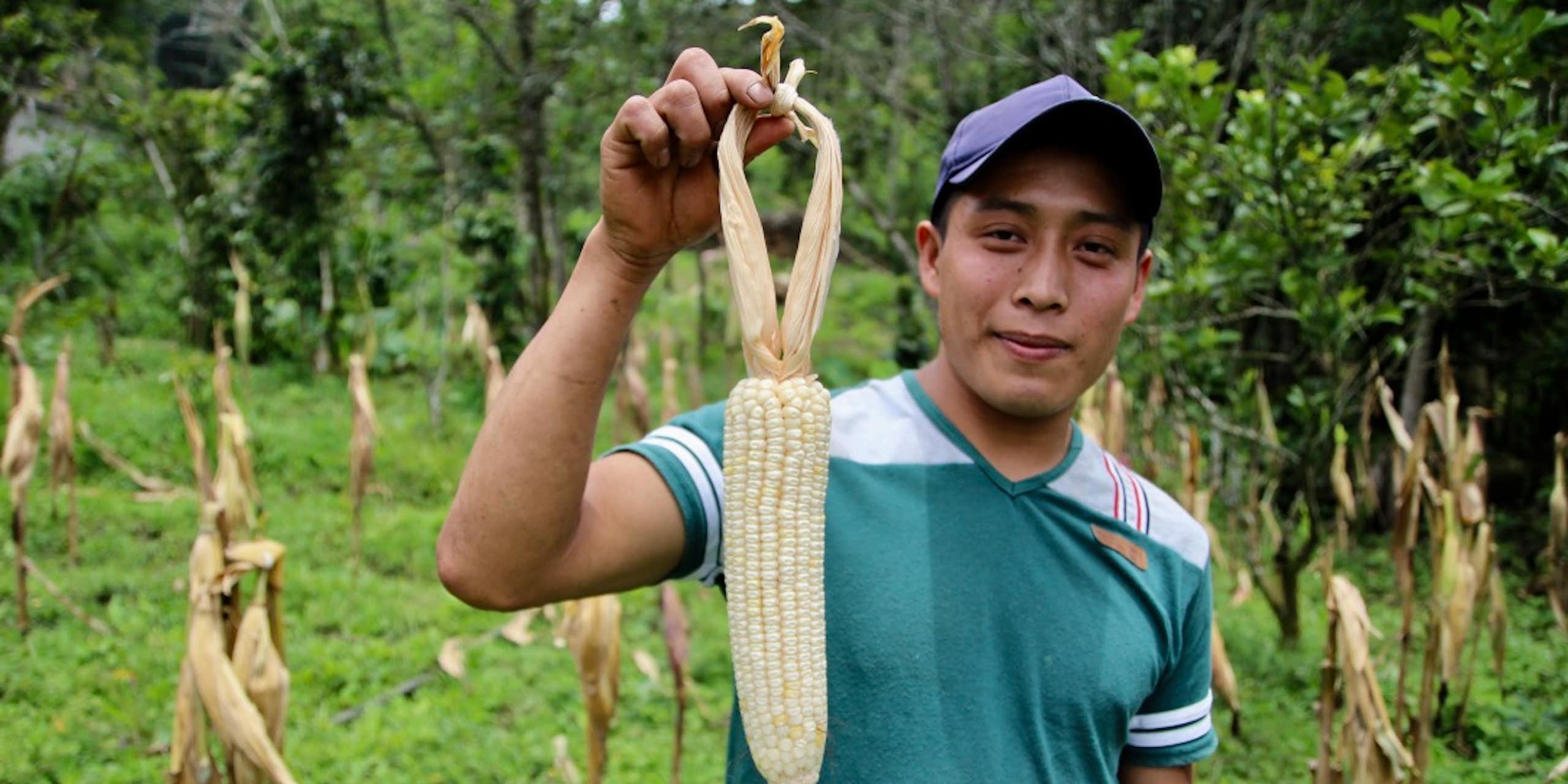 A young person holding freshly picked corn.
