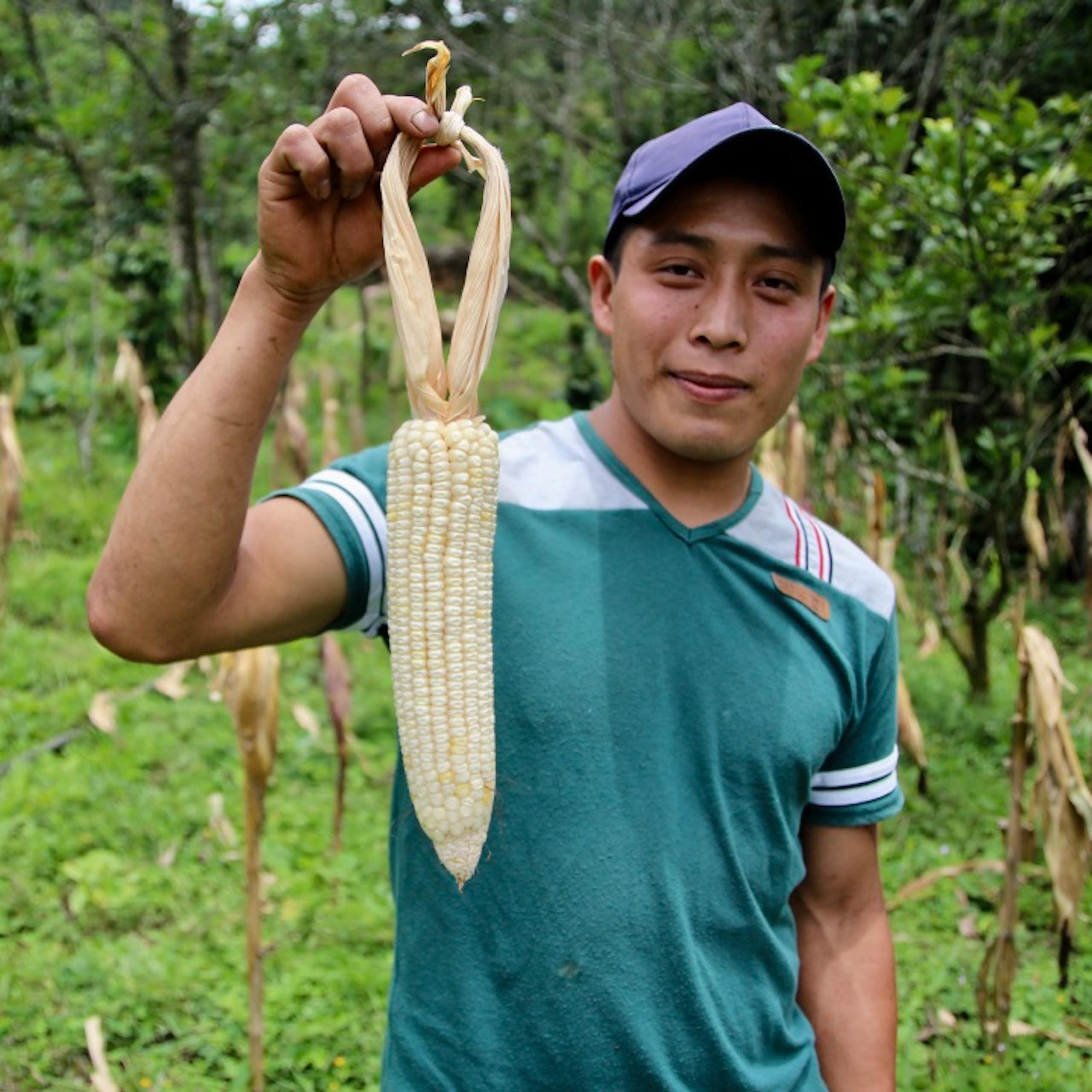 A young person holding freshly picked corn.