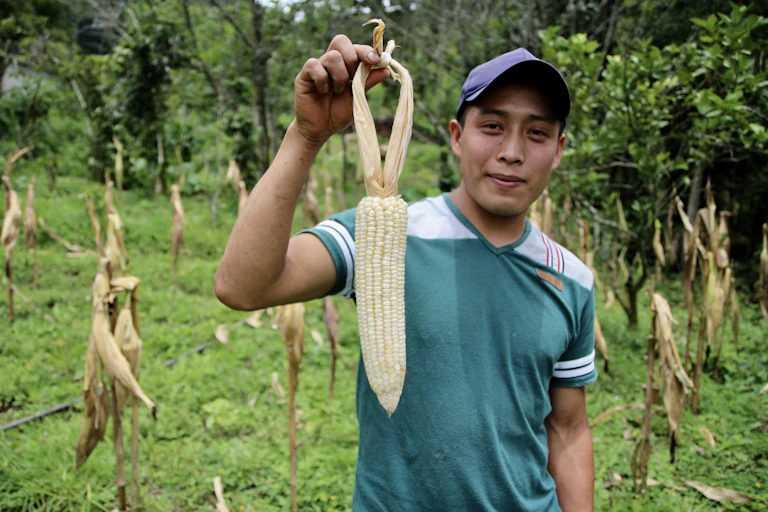 A young person holding freshly picked corn.